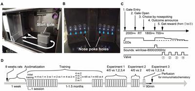 Sex Differences in Risk Preference and c-Fos Expression in Paraventricular Thalamic Nucleus of Rats During Gambling Task